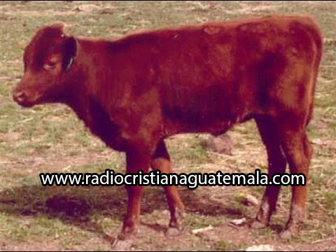 nacimiento de vaca roja anuncia era mesiánica